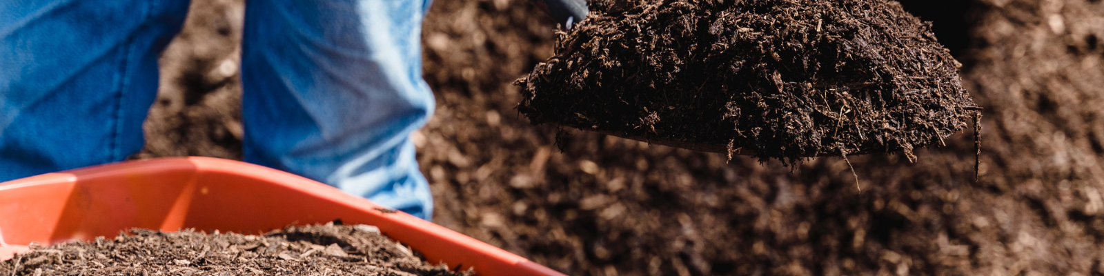 plants love coffee grounds used as fertiliser