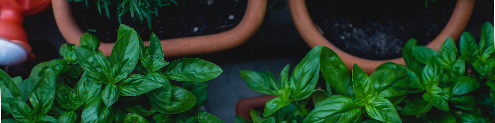 growing veg at home to be more sustainable