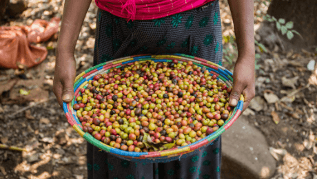 How is Decaf Coffee Made?