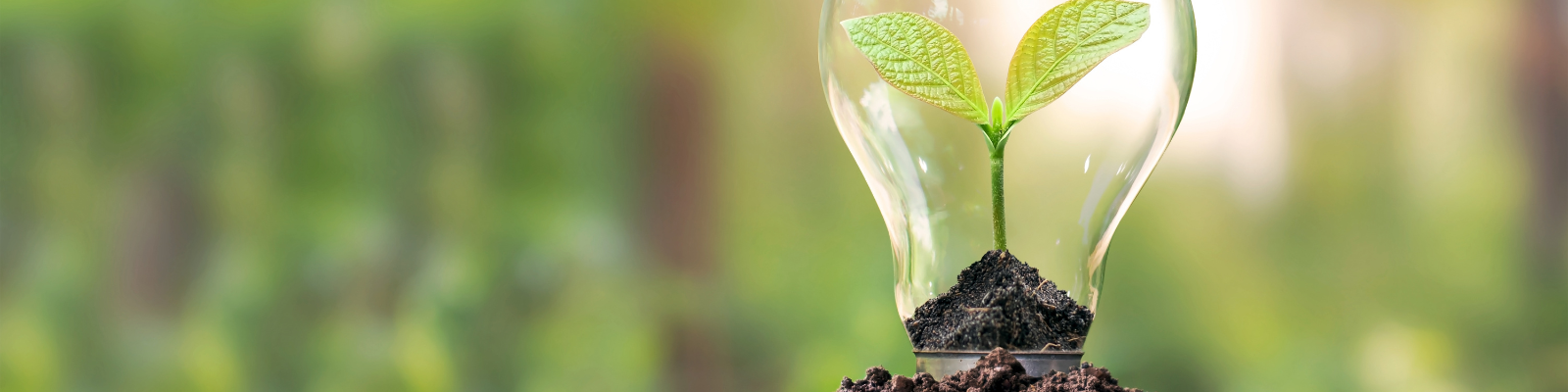 how to make your life more sustainable