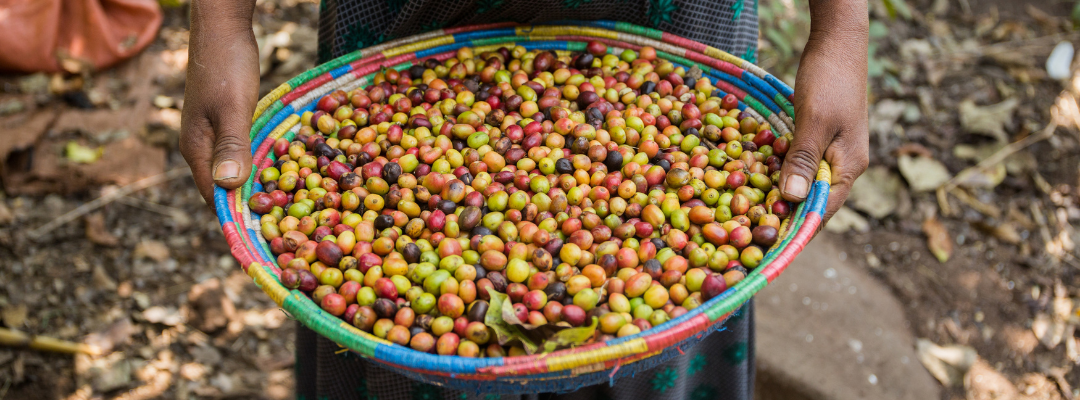 best single origin coffee beans